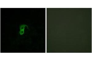 Immunofluorescence (IF) image for anti-G Protein-Coupled Receptor 87 (GPR87) (AA 221-270) antibody (ABIN2890880) (GPR87 anticorps  (AA 221-270))