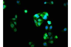 Immunofluorescence staining of HepG2 cells with ABIN7161203 at 1:33, counter-stained with DAPI. (NRL anticorps  (AA 24-124))