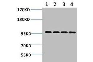 Western blot analysis of 1) Hela, 2) 293T, 3) 3T3, 4) Rat Brain using ERK 3 Polyclonal Antibody.