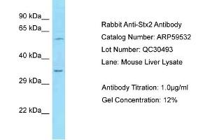Western Blotting (WB) image for anti-Syntaxin 2 (STX2) (Middle Region) antibody (ABIN2788106)