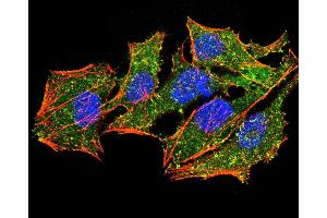 Immunofluorescence analysis of Hela cells using EZR mouse mAb (green). (Ezrin anticorps  (AA 292-464))