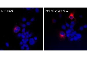 anti-Red Fluorescent Protein (RFP) antibody (DyLight 550)