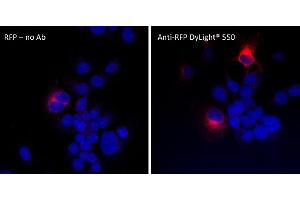 Immunofluorescence (IF) image for anti-Red Fluorescent Protein (RFP) antibody (DyLight 550) (ABIN7273109) (RFP anticorps  (DyLight 550))