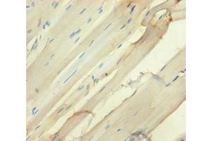 Immunohistochemistry of paraffin-embedded human skeletal muscle tissue using ABIN7168811 at dilution of 1:100
