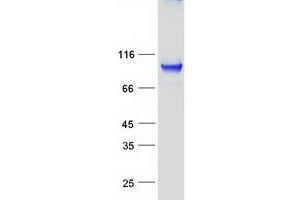 Validation with Western Blot