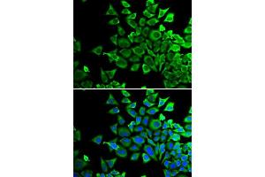 Immunofluorescence (IF) image for anti-BCL2-Associated Agonist of Cell Death (BAD) (C-Term) antibody (ABIN3022203) (BAD anticorps  (C-Term))