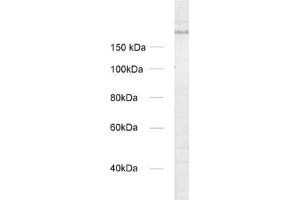 dilution: 1 : 1000, sample: crude synaptosomal fraction of rat brain (P2) (UNC13A/Munc13-1 anticorps  (AA 3-317))