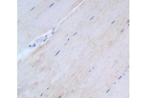 IHC-P analysis of Kidney tissue, with DAB staining. (HSF4 anticorps  (AA 91-407))