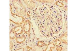 Immunohistochemistry of paraffin-embedded human kidney tissue using ABIN7151063 at dilution of 1:100