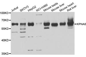 Western blot analysis of extracts of various cell lines, using KPNA5 antibody (ABIN4904175) at 1:1000 dilution. (KPNA5 anticorps)