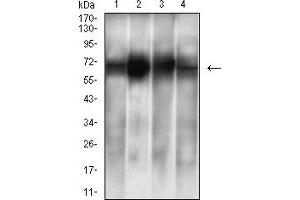 Western blot analysis using ALB mouse mAb against Hela (1), Serum (2),Liver (3), and BEC-7402 (4) cell lysate.