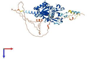 AlphaFold protein structure predicition of Human Recombinant FUT4 Protein, UniprotID P22083