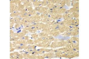 Immunohistochemistry of paraffin-embedded Mouse heart using HAX1 Polyclonal Antibody at dilution of 1:100 (40x lens). (HAX1 anticorps)