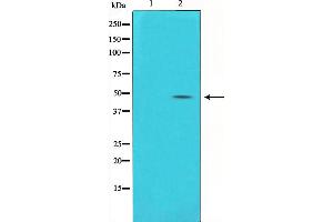 Western blot analysis on HuvEc cell lysate using Connexin 43 Antibody,The lane on the left is treated with the antigen-specific peptide. (Connexin 43/GJA1 anticorps  (Internal Region))