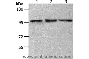 Western blot analysis of NIH/3T3, Hela and K562 cell, using MCM4 Polyclonal Antibody at dilution of 1:700 (MCM4 anticorps)