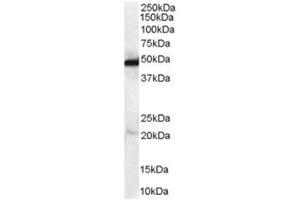 Image no. 1 for anti-N-Myc Downstream Regulated 1 (NDRG1) (C-Term) antibody (ABIN374281) (NDRG1 anticorps  (C-Term))