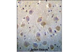 PTN Antibody (N-term) (ABIN392210 and ABIN2841908) immunohistochemistry analysis in formalin fixed and paraffin embedded human brain tissue followed by peroxidase conjugation of the secondary antibody and DAB staining.