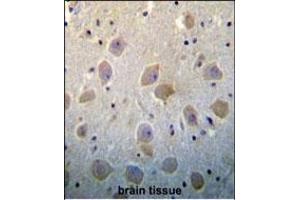 PTN Antibody (N-term) (ABIN392210 and ABIN2841908) immunohistochemistry analysis in formalin fixed and paraffin embedded human brain tissue followed by peroxidase conjugation of the secondary antibody and DAB staining. (Pleiotrophin anticorps  (N-Term))