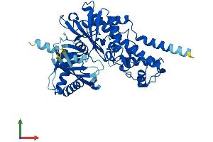 AlphaFold protein structure predicition of Human Recombinant GCK Protein, UniprotID P35557