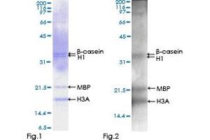 Western Blotting (WB) image for Receptor-Interacting serine-threonine Kinase 3 (RIPK3) (AA 1-518) protein (GST tag) (ABIN1318116)