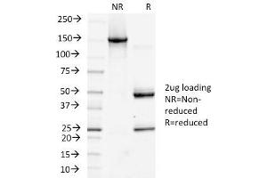 SDS-PAGE Analysis Purified Podoplanin-Monospecific Mouse Monoclonal Antibody (PDPN/1433). (Podoplanin anticorps  (AA 24-126))