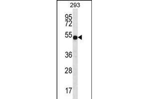 ATP6V1B1 Antibody (C-term) (ABIN656224 and ABIN2845541) western blot analysis in 293 cell line lysates (35 μg/lane). (ATP6V1B1 anticorps  (C-Term))