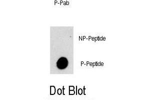 Dot blot analysis of Phospho-PI3KC3- Antibody (ABIN389756 and ABIN2839682) on nitrocellulose membrane. (PIK3C3 anticorps  (pSer282))