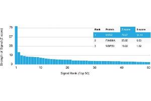 Analysis of Protein Array containing more than 19,000 full-length human proteins using NME2 / nm23-H2 / NDPK-B Monoclonal Antibody (CPTC-NME2-2).