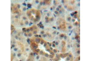 IHC-P analysis of kidney tissue, with DAB staining. (EEA1 anticorps  (AA 1232-1348))