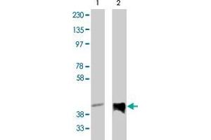 Western blot analysis using PPAP2C polyclonal antibody  on vector-controlled HEK293 cells (lane 1) and HEK293 cells overexpressing PPAP2C protein (lane 2) at 1 ug/mL . (PPAP2C anticorps)