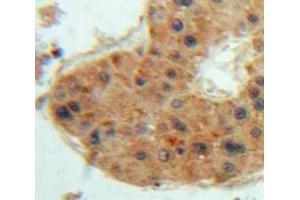 IHC-P analysis of Liver tissue, with DAB staining. (Thrombopoietin anticorps  (AA 24-266))