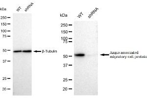 Western blotting analysis using Angio associated migratory cell protein antibody (ABIN7797601).