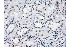 Image no. 3 for anti-P450 (Cytochrome) Oxidoreductase (POR) antibody (ABIN1497746) (POR anticorps)