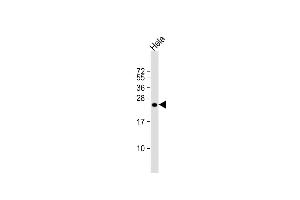 Anti-IL17B Antibody (Center) at 1:1000 dilution + Hela whole cell lysate Lysates/proteins at 20 μg per lane.
