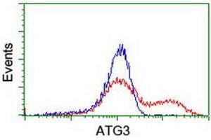 HEK293T cells transfected with either RC203453 overexpress plasmid (Red) or empty vector control plasmid (Blue) were immunostained by anti-ATG3 antibody (ABIN2454919), and then analyzed by flow cytometry. (ATG3 anticorps)