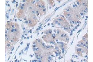 IHC-P analysis of Human Stomach Tissue, with DAB staining. (DPP7 anticorps  (AA 28-486))