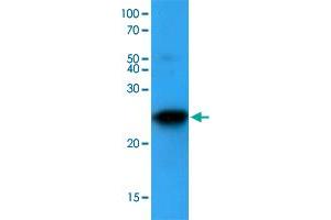 Western blot analysis of mouse lung lysates (35 ug) were resolved by SDS-PAGE, transferred to NC membrane and probed with BAK1 monoclonal antibody, clone AT8B4  (1 : 500). (BAK1 anticorps  (AA 29-187))