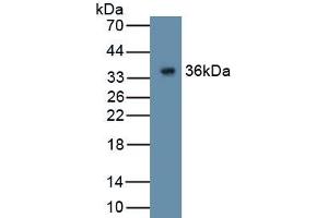 Detection of Recombinant GPC4, Human using Polyclonal Antibody to Glypican 4 (GPC4) (GPC4 anticorps  (AA 261-527))