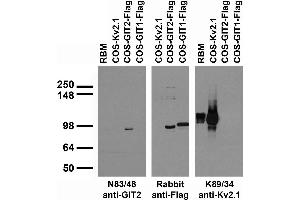 Transfected cell immunoblot: extracts of rat brain membranes (RBM) and COS cells transiently transfected with Flag-tagged GIT1 and GIT2 and untagged Kv2.