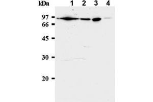 Western Blotting (WB) image for anti-Minichromosome Maintenance Complex Component 7 (MCM7) antibody (ABIN487308) (MCM7 anticorps)