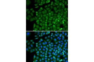 Immunofluorescence (IF) image for anti-Selenium Binding Protein 1 (SELENBP1) (AA 243-472) antibody (ABIN1513508) (SELENBP1 anticorps  (AA 243-472))
