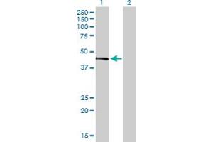 Western Blot analysis of JUNB expression in transfected 293T cell line by JUNB MaxPab polyclonal antibody. (JunB anticorps  (AA 1-347))