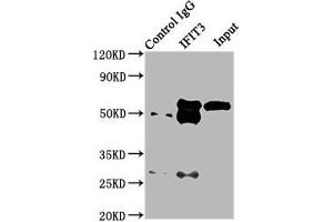 Immunoprecipitating IFIT3 in HepG2 whole cell lysate Lane 1: Rabbit control IgG (1 μg) instead of ABIN7156671 in HepG2 whole cell lysate. (IFIT3 anticorps  (AA 1-490))