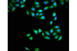 Immunofluorescence staining of Hela cells with ABIN7150152 at 1:133, counter-stained with DAPI. (APOBEC3D anticorps  (AA 250-371))