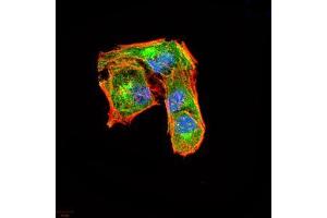 Immunofluorescence analysis of Hela cells using CSF3 mouse mAb (green).