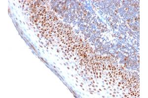 Formalin-fixed, paraffin-embedded human Tonsil stained with MCM7 Recombinant Rabbit Monoclonal Antibody (MCM7/2756R).