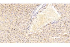 Detection of SAA2 in Mouse Liver Tissue using Polyclonal Antibody to Serum Amyloid A2 (SAA2) (SAA2 anticorps  (AA 20-122))