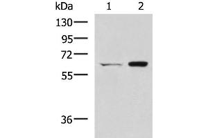 Western blot analysis of HT-29 and Lovo cell lysates using CGAS Polyclonal Antibody at dilution of 1:400 (C6orf150 anticorps)
