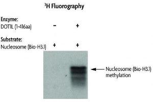 DOT1L Activity assay using Recombinant Nucleosomes (H3. (Nucleosomes (AA 1-103), (AA 1-126), (AA 1-130), (AA 1-136), (biotinylated), (C-Term) protein (Biotin))
