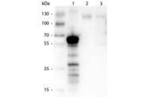 Image no. 2 for anti-Kinesin Family Member 5B (KIF5B) antibody (ABIN1102749)